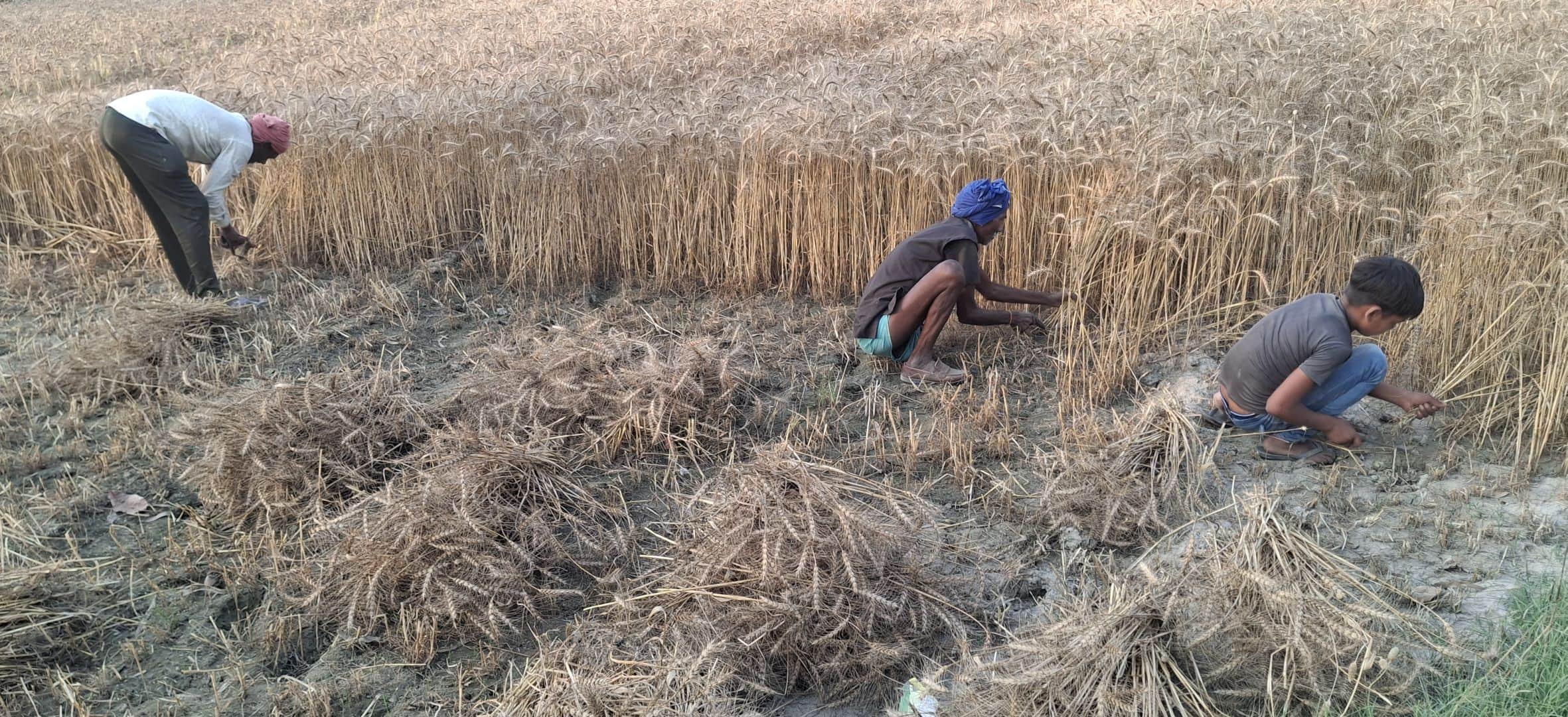 29-रायबरेली में महराजगंज क्षेत्र के हलोर में गेहूं के तैयार फसल की कटाई करते किसान। संवाद