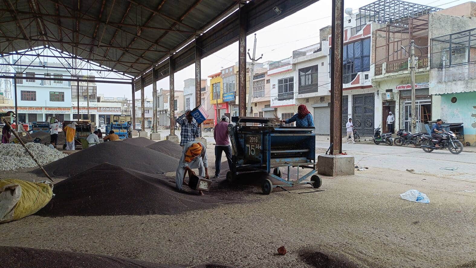 30जेएनडी23: सरसों की फसल की सफाई करते हुए मजदूर। स्रोत किसान