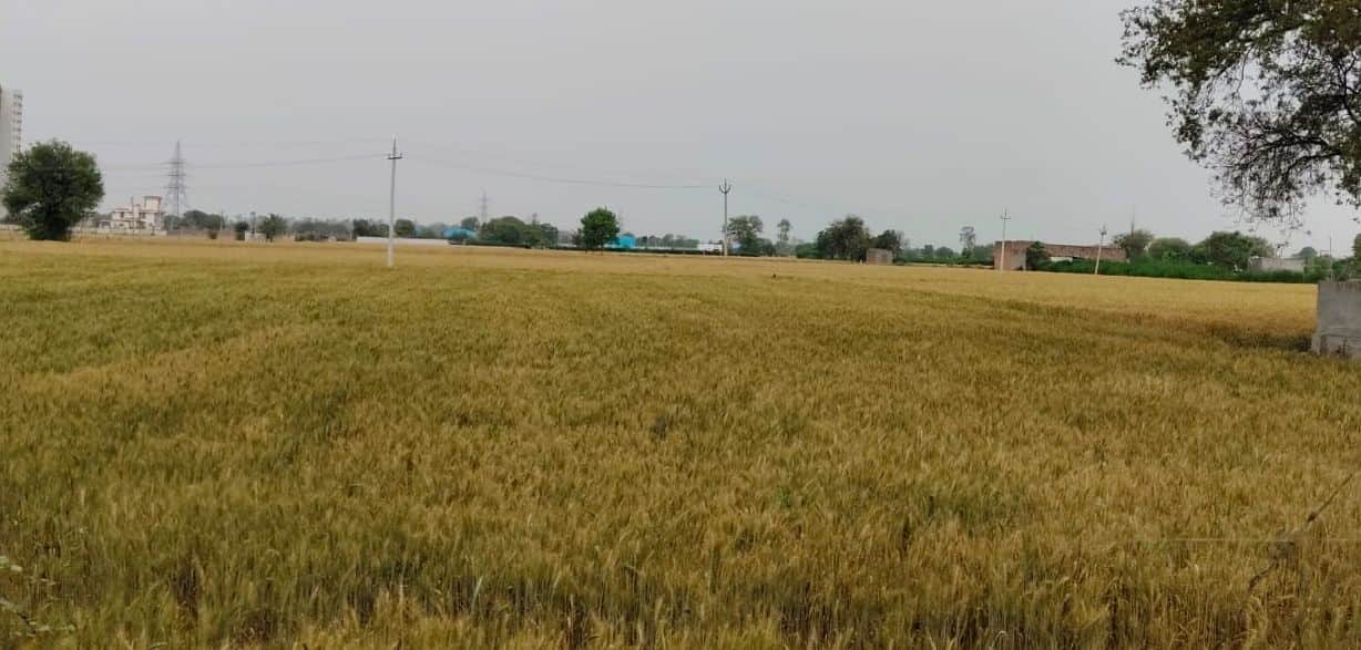 30जेएनडी29: बरसात के मौसम के चलते गेहूं की फसल पर छाए खतरे के बादल। संवाद