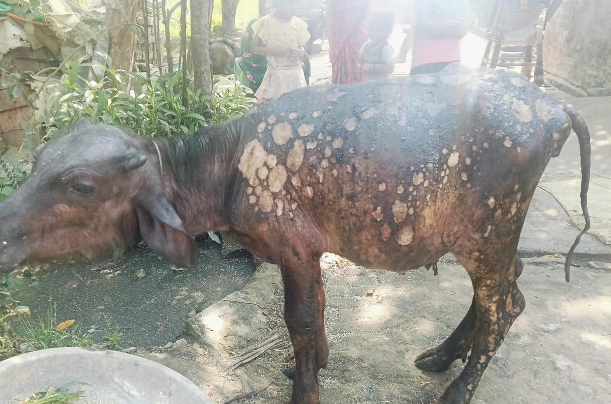 Fire breaks out in residential hut, cattle scorched