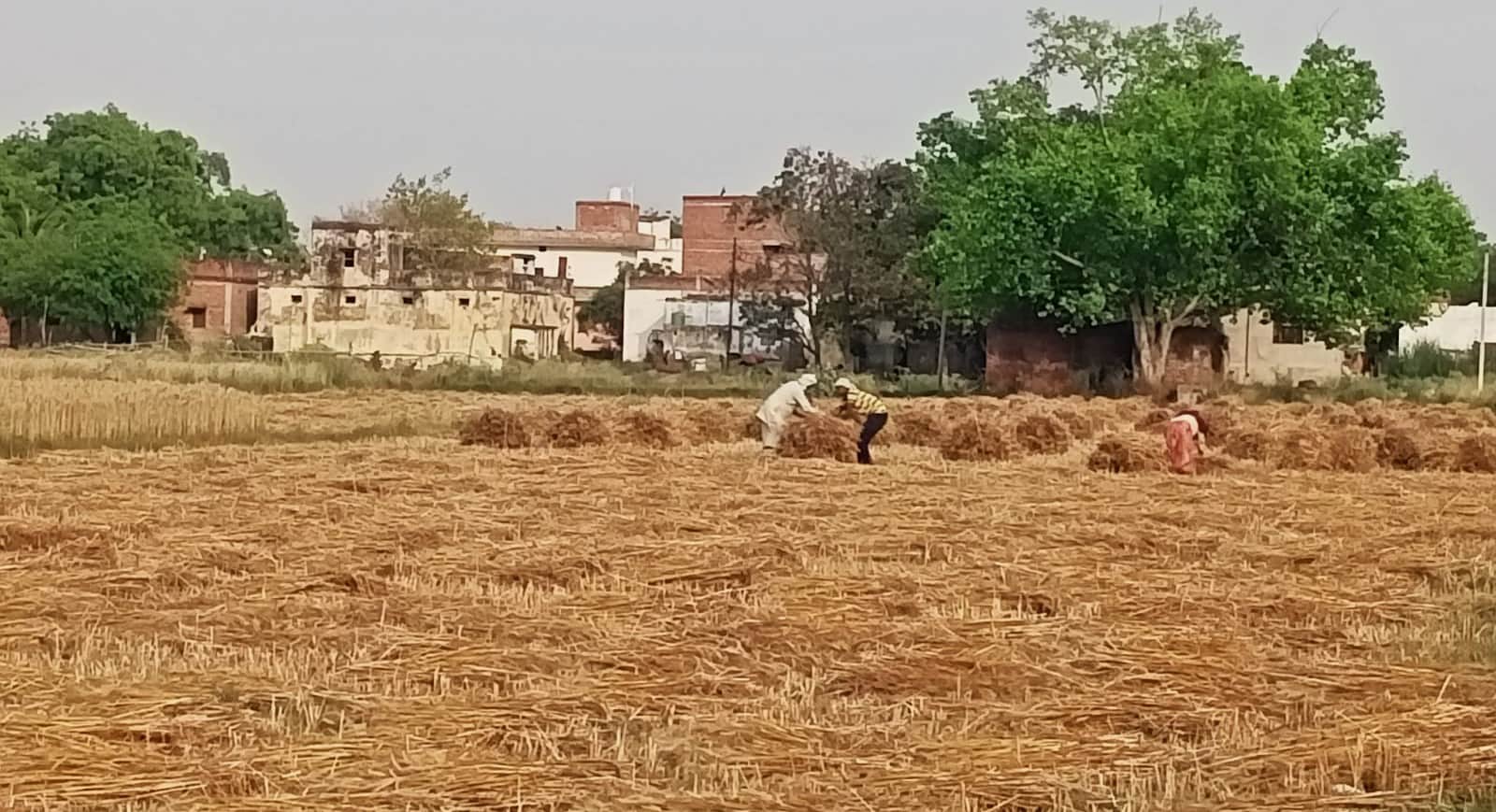 भिदिउरा में गेहूं का बोझ बांधते किसान। संवाद