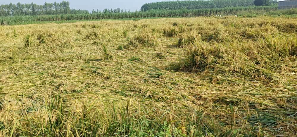 बारिश के साथ चली हवा से सरस्वतीनगर के खेत में गिरी गेहूं की फसल। संवाद