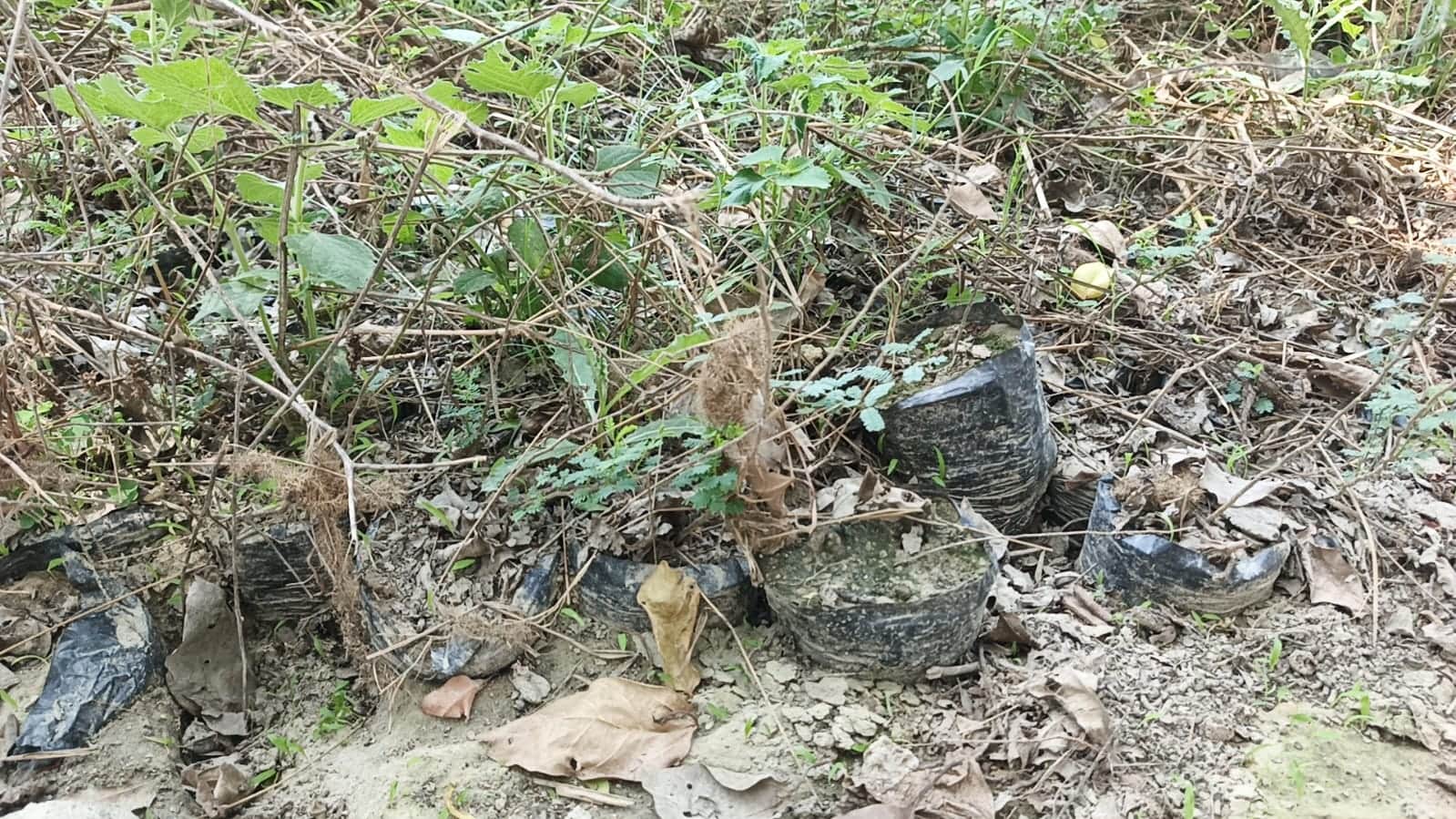 फोटो 18 बिछवां के गांव नगला शंभू के पास नहर किनारे पड़े पिछली साल के पौधे। संवाद