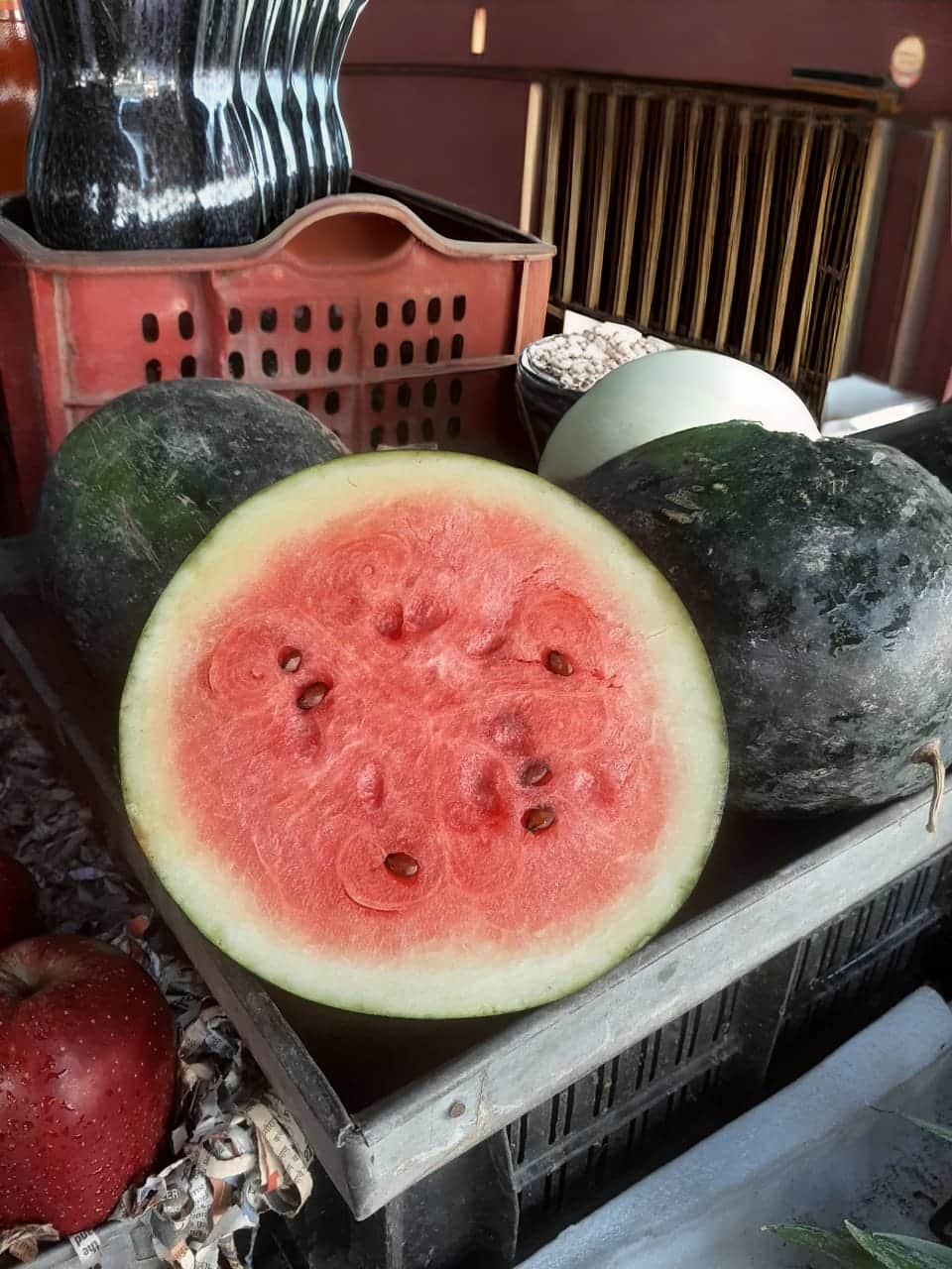 फोटो-20- दुकान पर रखे तरबूज। संवाद