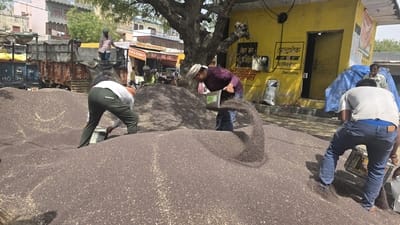 Mustard from Delhi farmers is being sold in the market, private buyers dominate