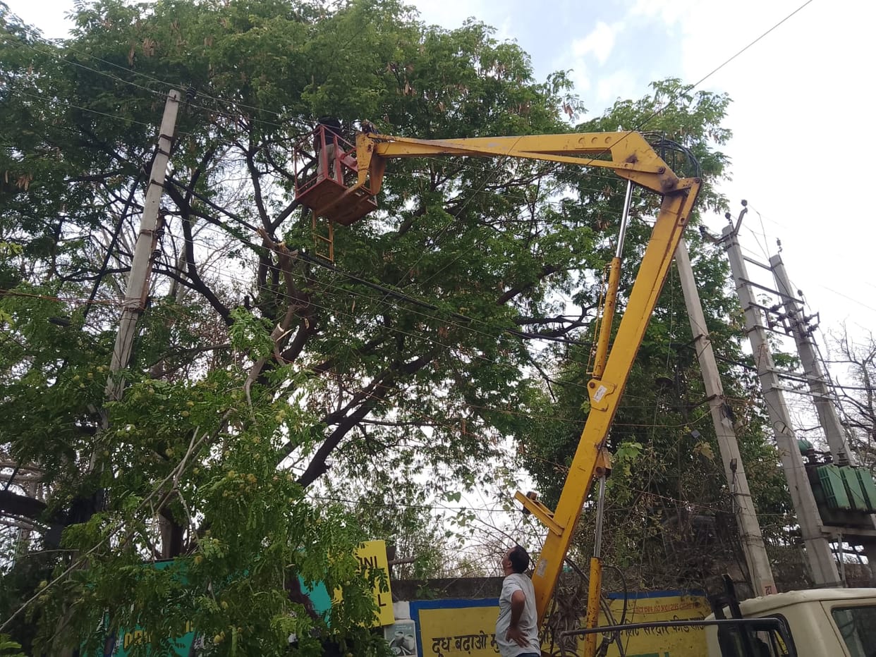 Tree branches are being pruned to ensure an uninterrupted power supply.