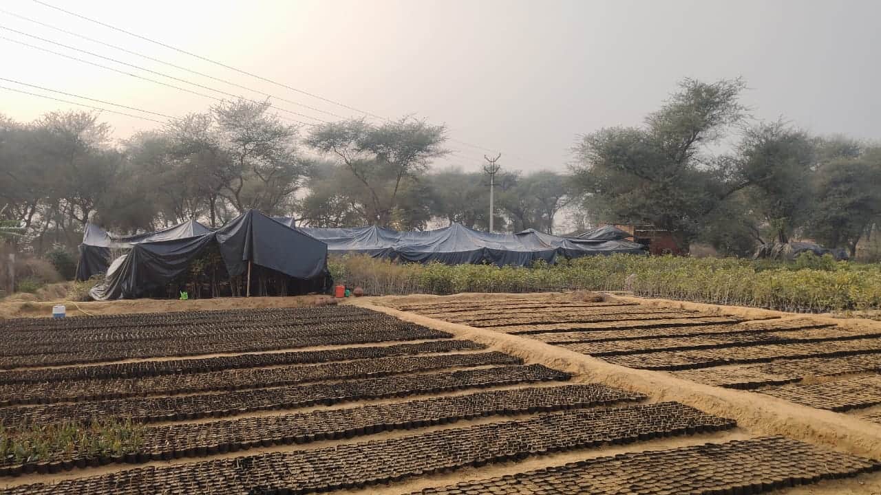 जिले के गांव बिंद्रावन स्थित नर्सरी, जहां पौधे तैयार किए जा रहे हैं। 