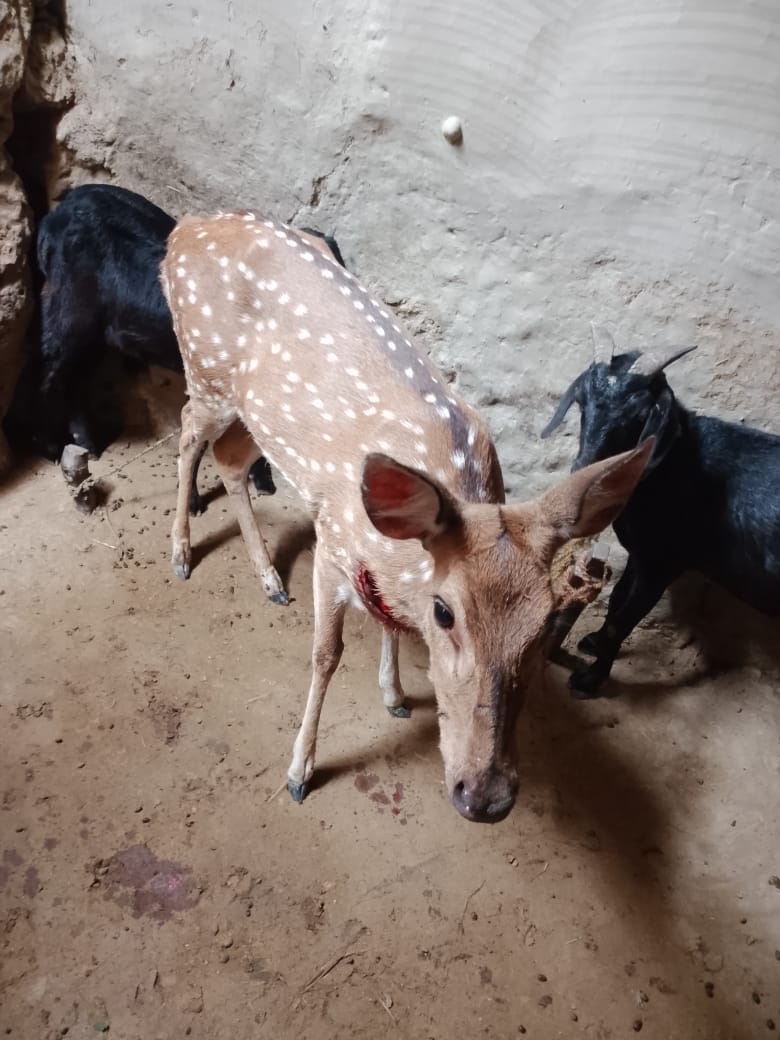Villagers rescue deer from dog attack