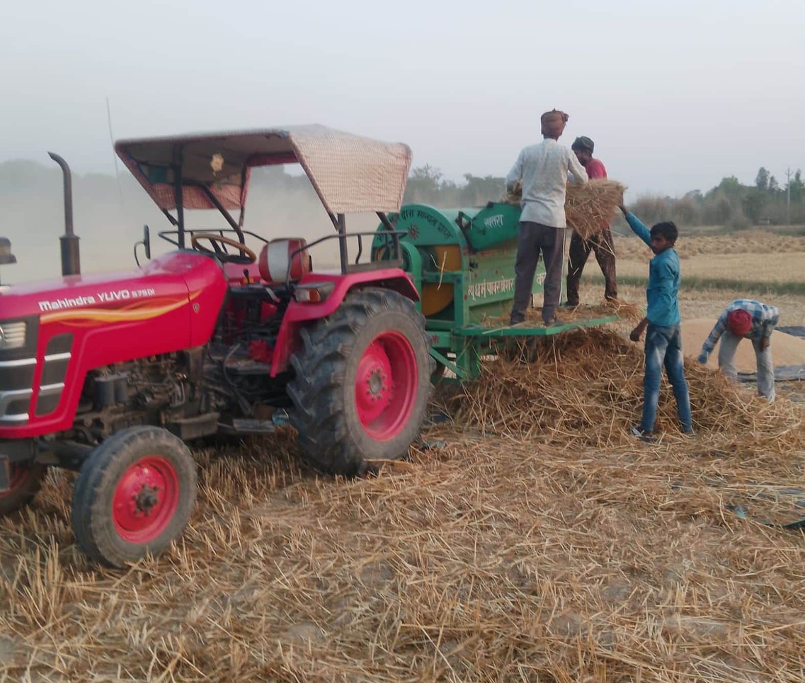 कुड़वार क्षेत्र में थ्रेसर से गेहूं की मड़ाई करते मजदूर। संवाद