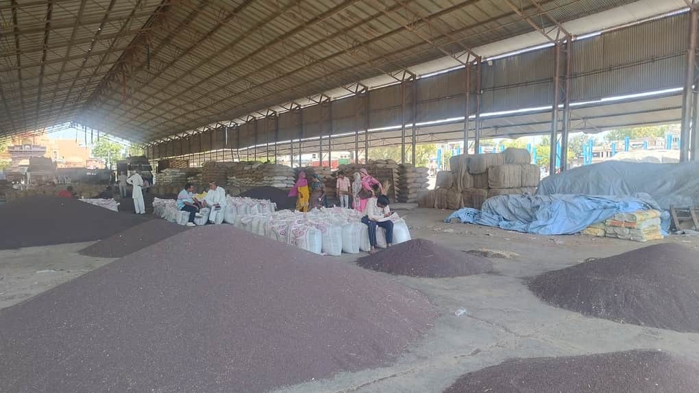  मंडी में आई सरसों की फसल का ढेर।