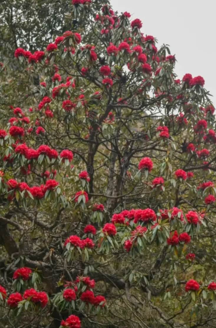 नेरवा चौपाल में खिल रहे बुरांस के फूल। संवाद