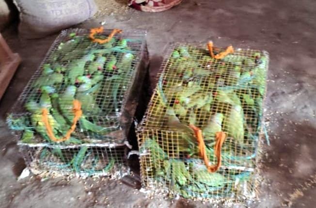 Smuggler arrested with 803 parrots