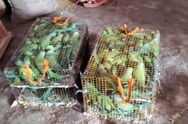 पिंजरे में कैद तोते।