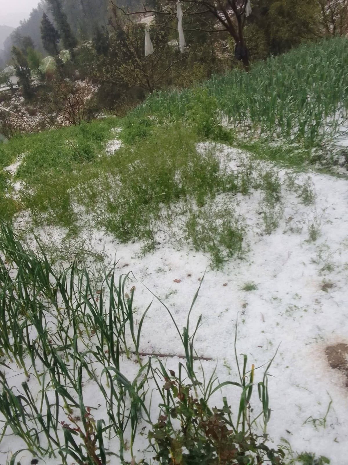 Crops buried in fields due to hailstorm in Saraj