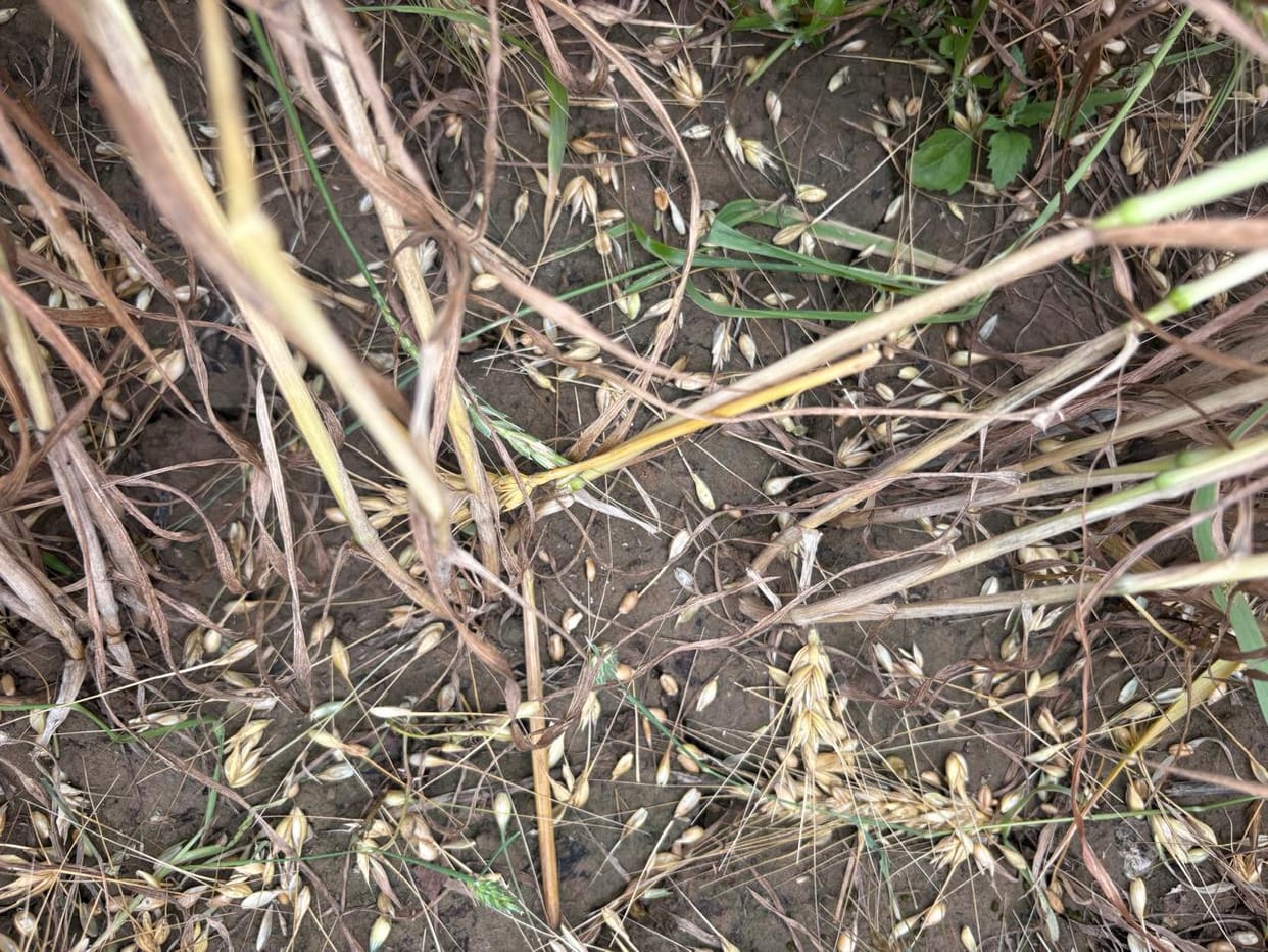 Scattered grains of hard work... Farmers said - 70% of the wheat crop ruined, Agriculture Department claimed - 40% loss