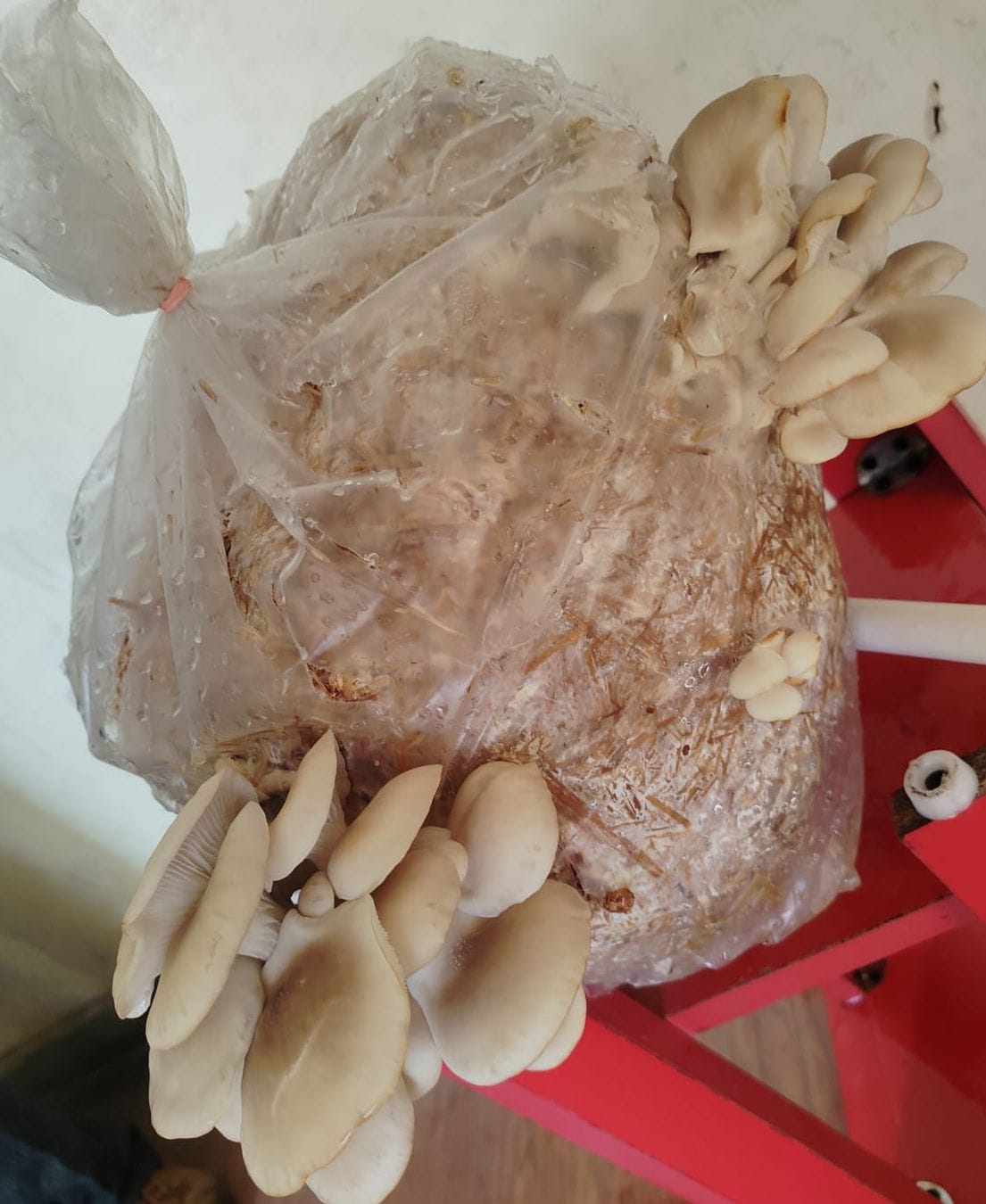 Protein-rich Dhingri mushrooms will be available to children in Solan schools.