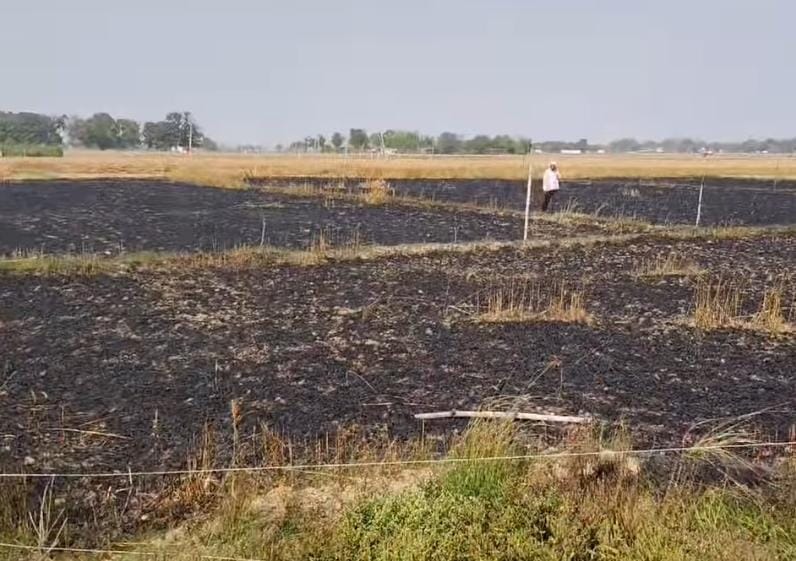 Six bigha wheat crop turns to ashes due to short circuit in Deha