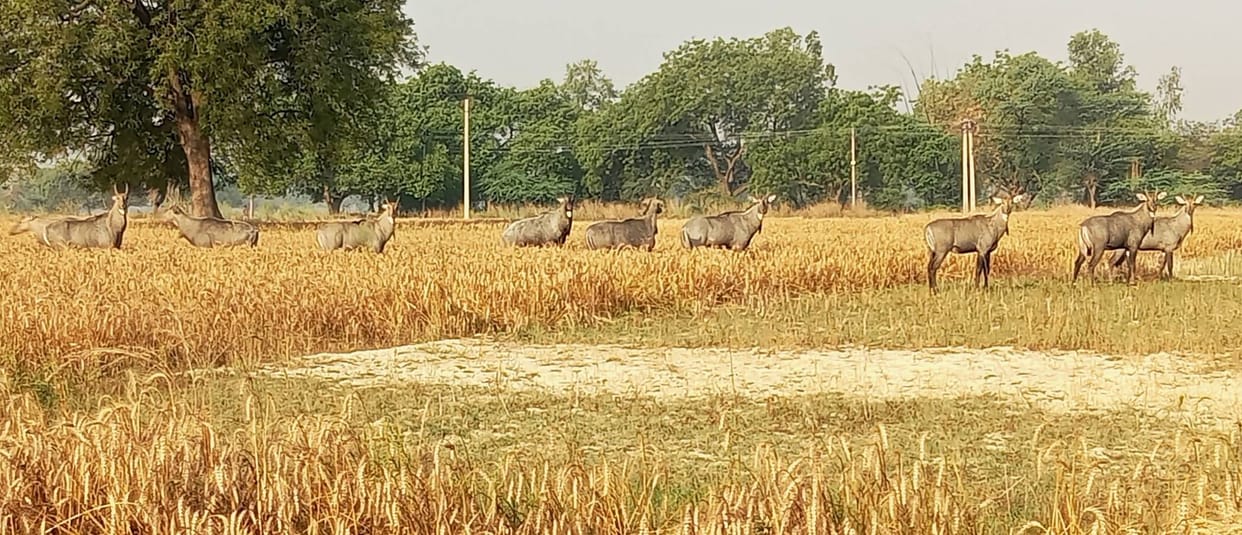 Crops Devastated by Herds of Blue Bulls; Farmers' Concerns Mount