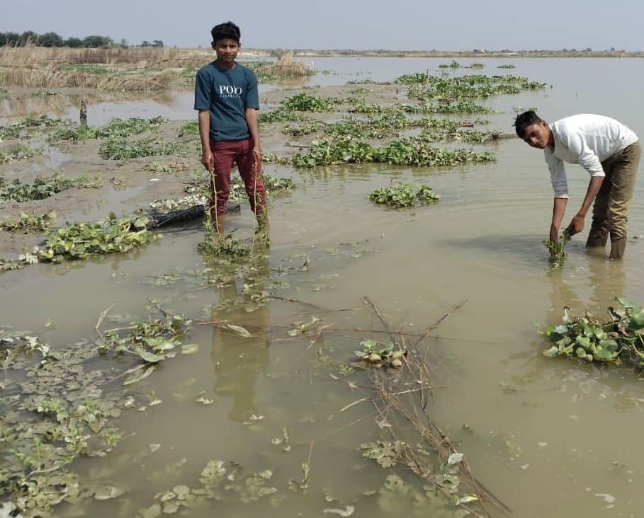 फोटो-10- जलमग्न होने से सड़ी फसल दिखाते किसान।