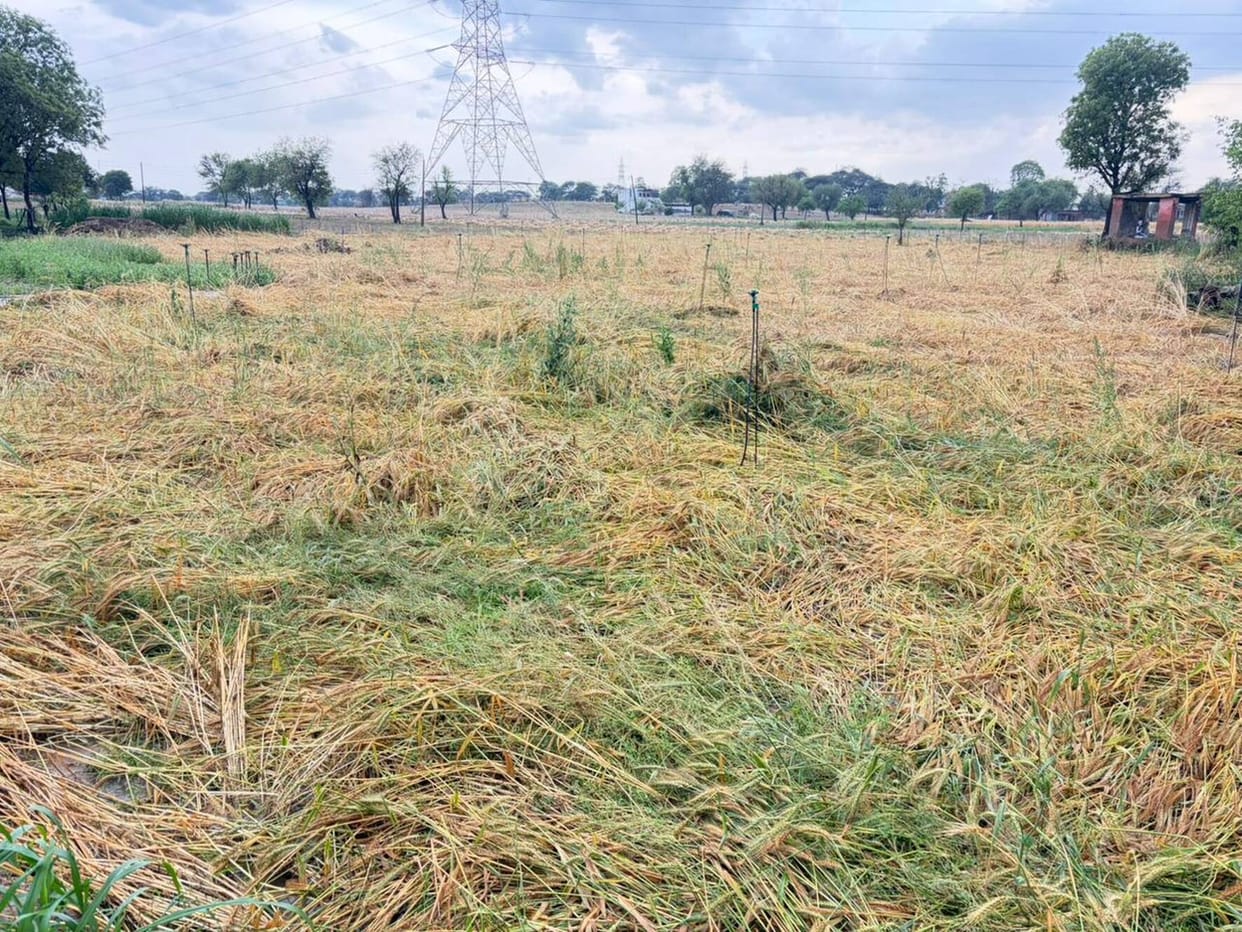 Hailstorm hits 30 villages in the district; wheat crops flattened, mustard pods damaged.