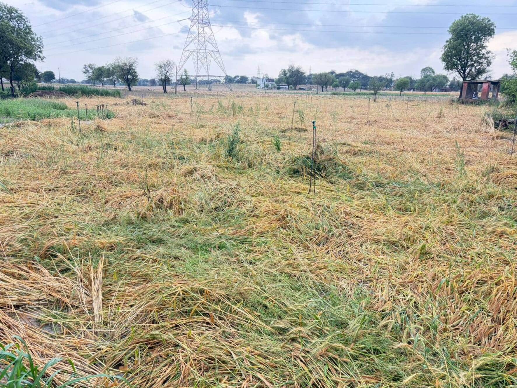 फोटो संख्या:62 कनीना में ओलावृष्टि से बिछी गेहूं की फसल। संवाद