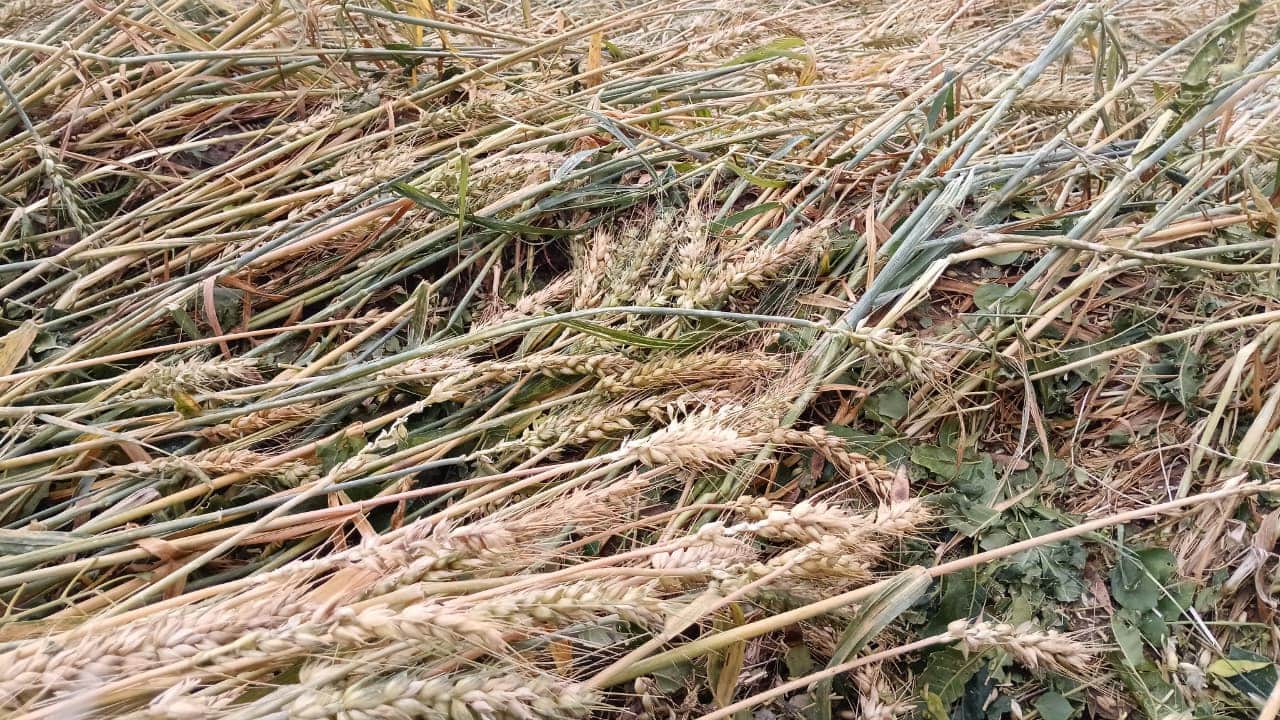 गांव भूथन कलां के खेतों में ओलावृष्टि से बर्बाद गेहूं। 