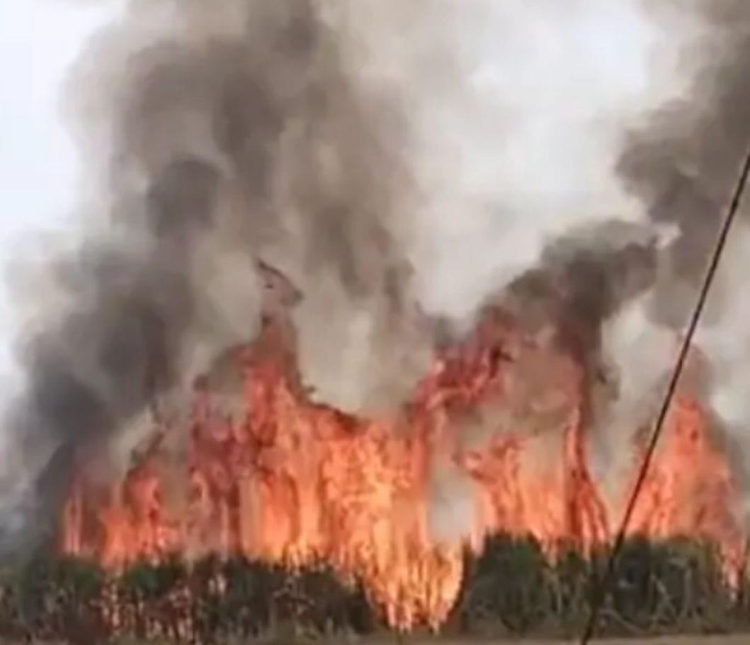 A spark fell from the wire, burning five bighas of crop.