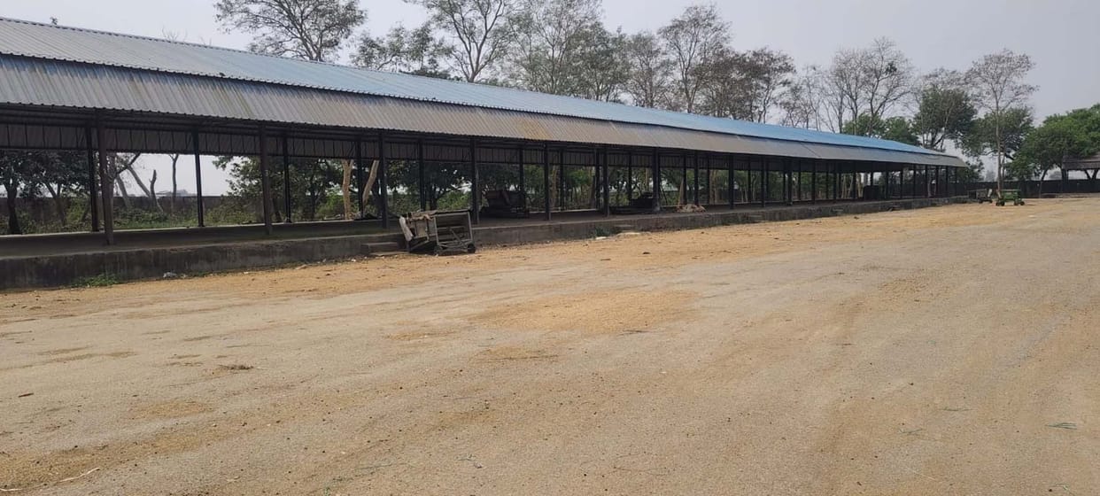 Wheat Procurement Centers Not Visible on Day One in Powayan