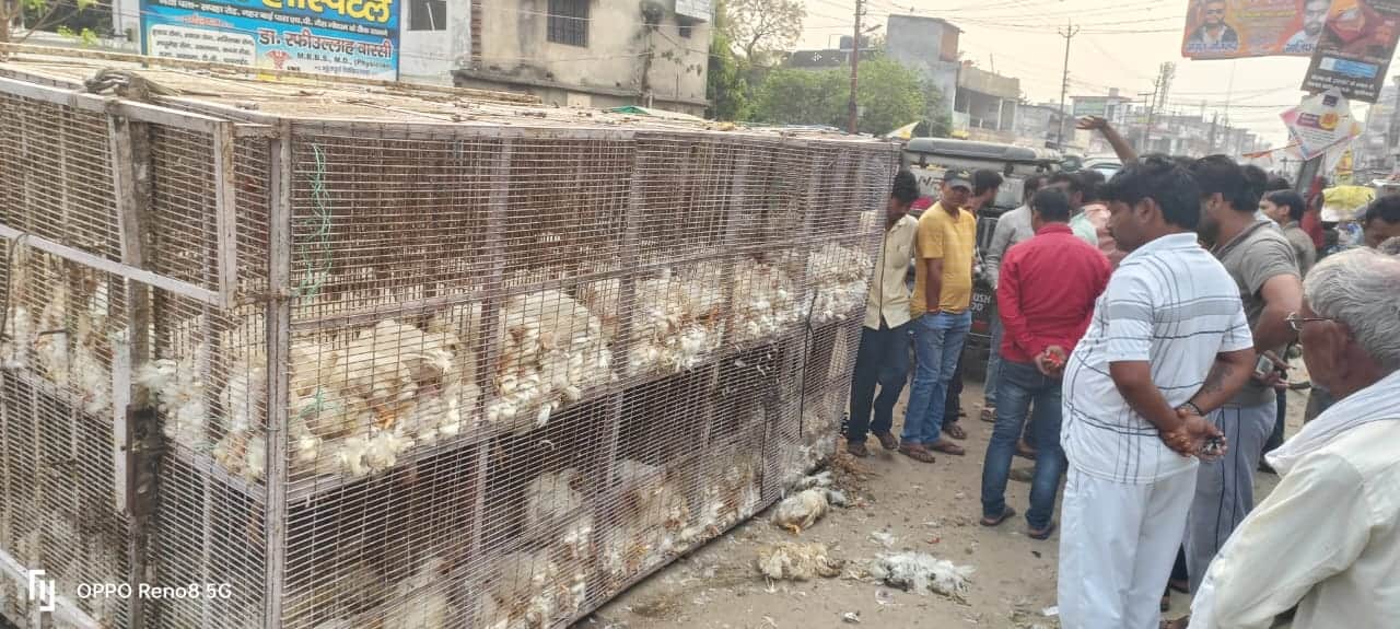 कसया गांधी चौक पर अनियंत्रित होकर पलटा मुर्गी लदी पिकअप।