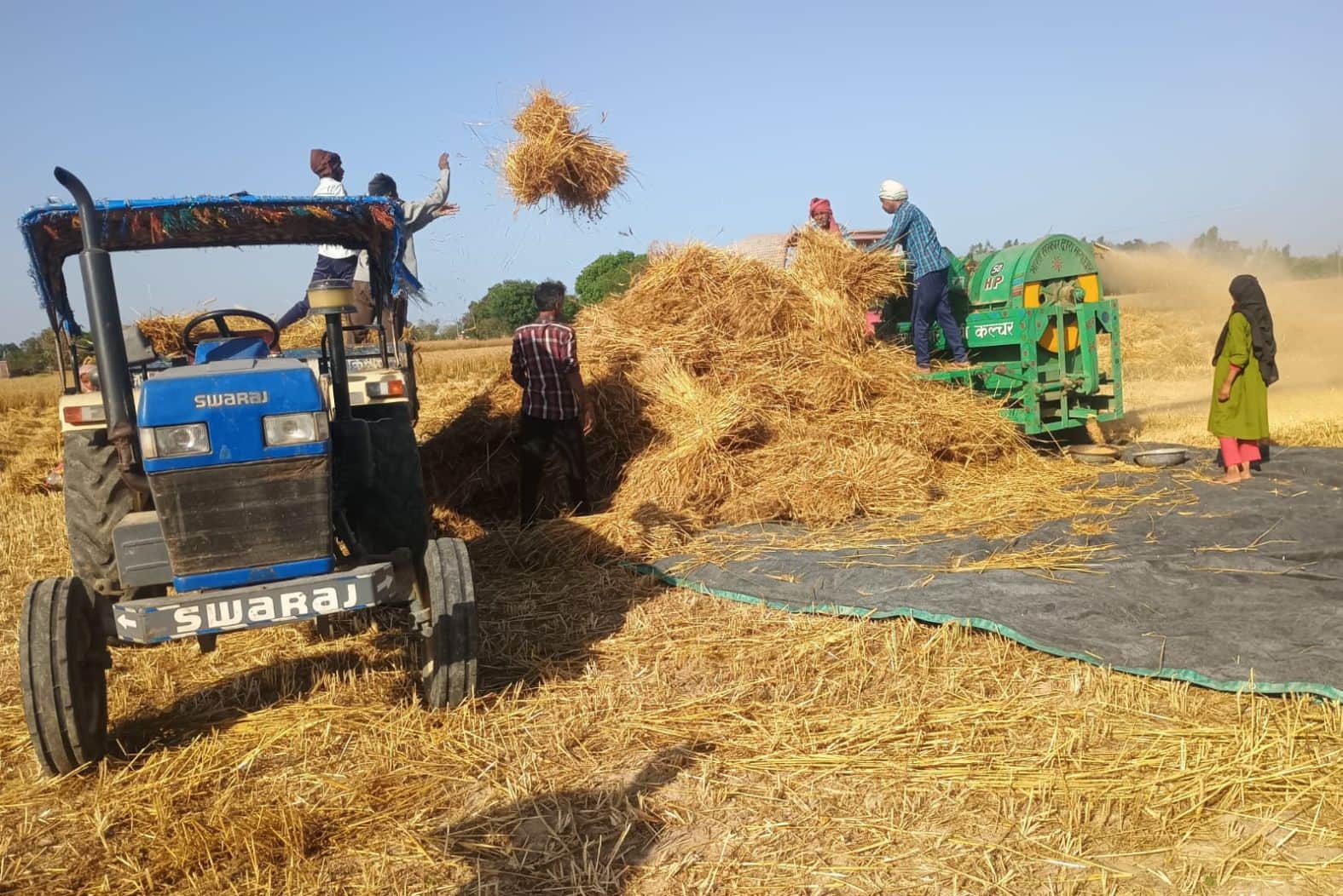  कुड़वार के सरकौड़ा में गेहूं की मड़ाई करते किसान। संवाद