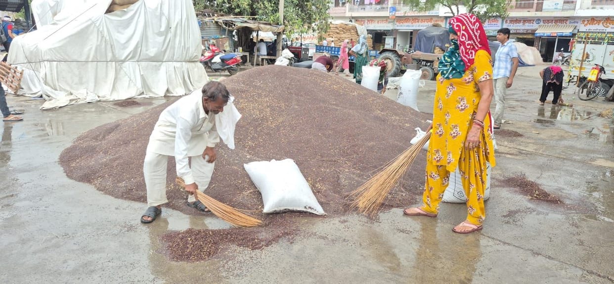 Mustard is soaked in the markets, government procurement stalled due to excess moisture.