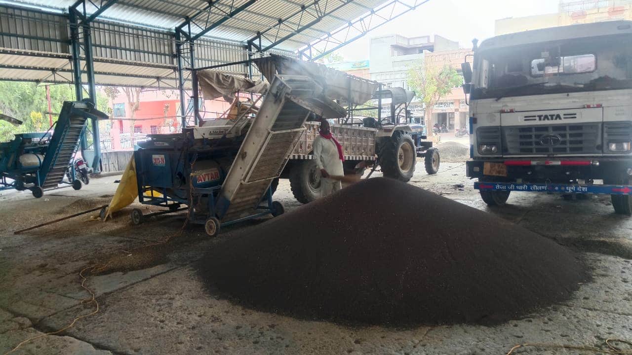 शहर की पुरानी अनाज मंडी में सरसों की फसल सफाई करते मंडी मजदूर। संवाद