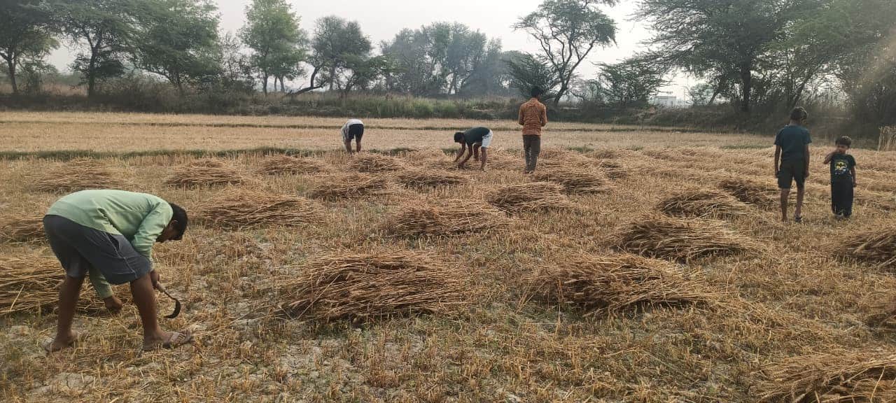 अभोली के पास गेहूं के फसल का बोझ बांधते किसान। संवाद