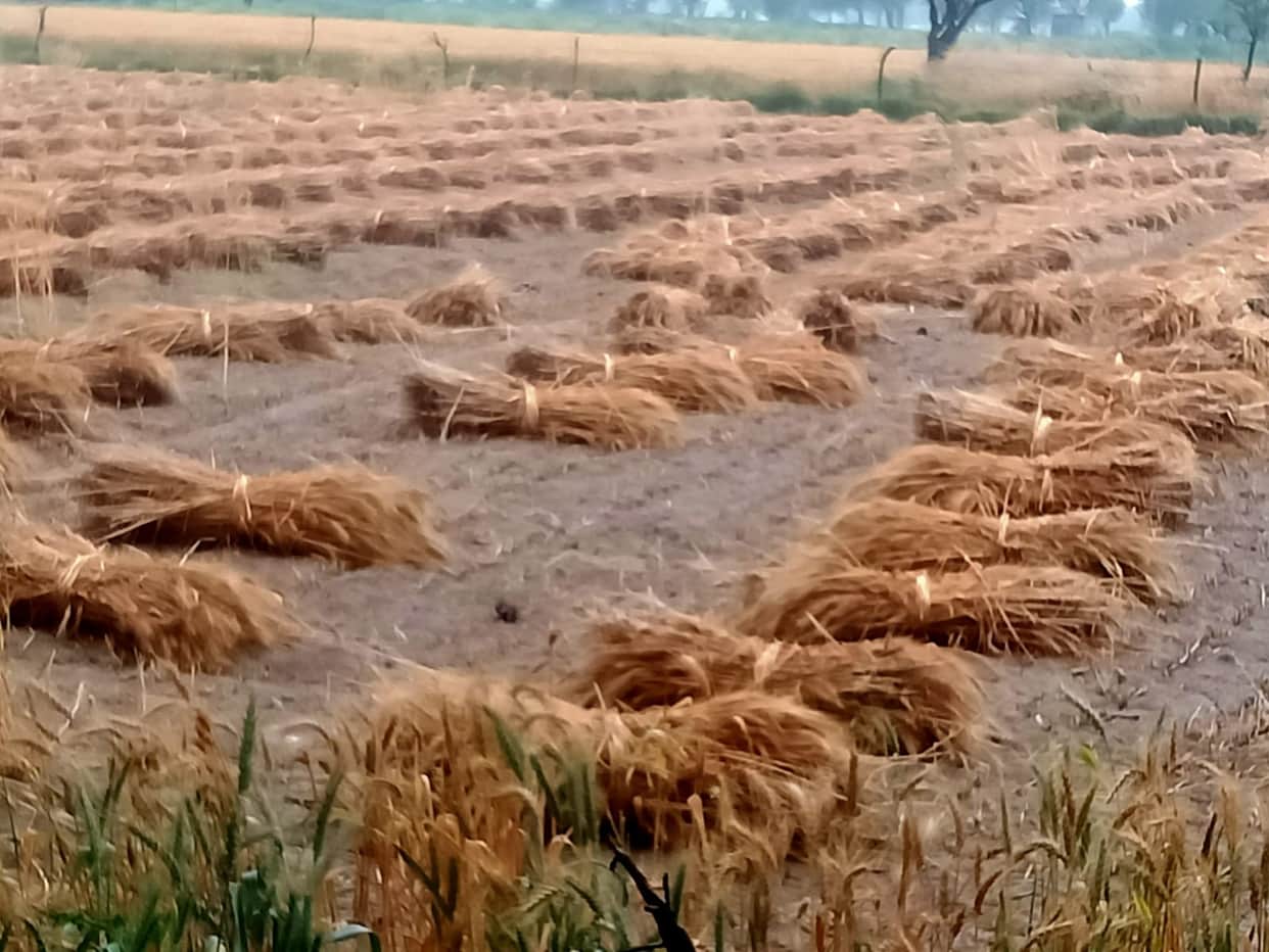 Weather Shift in Rajasthan: Light Rain Today, Fresh System to Trigger Rainfall from April 2