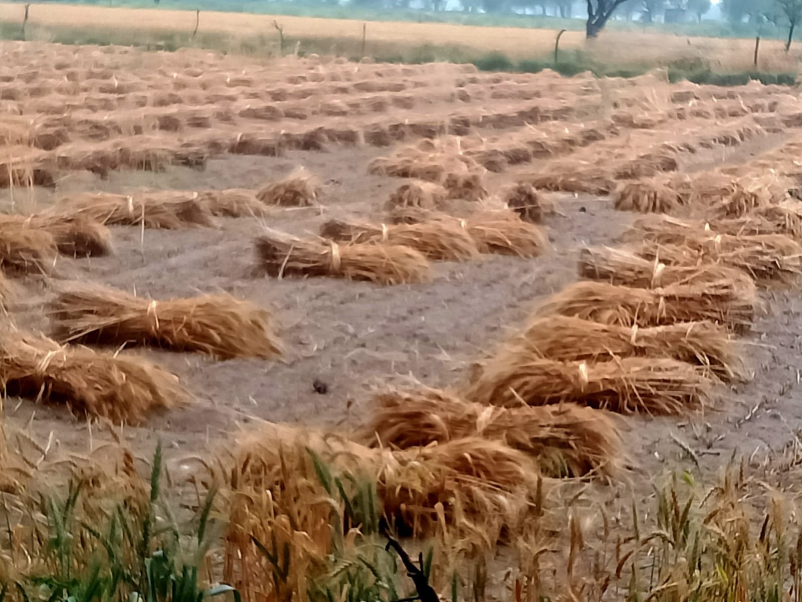 बारिश से भीगी गेहूं की कटी फसल।  संवाद