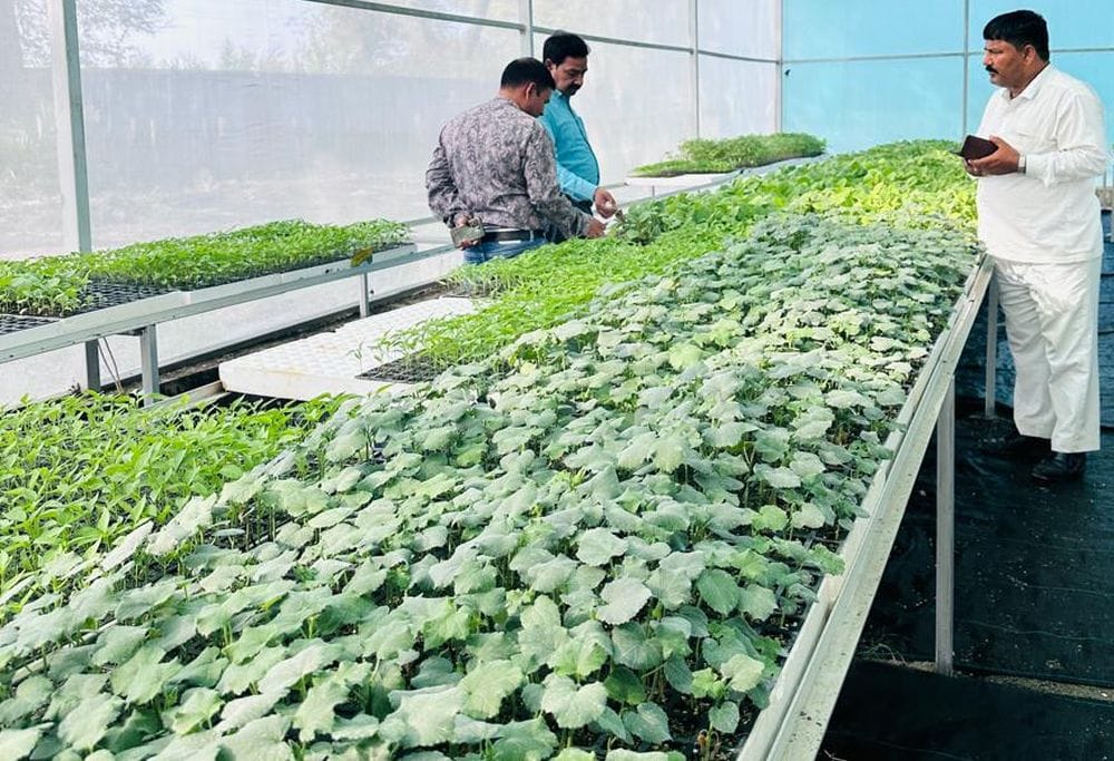Namdhari variety of chilli crop will flourish on the land of Bundelkhand.