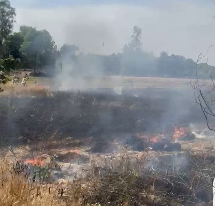 Five bighas of wheat crop was burnt due to sparks from electric wires.