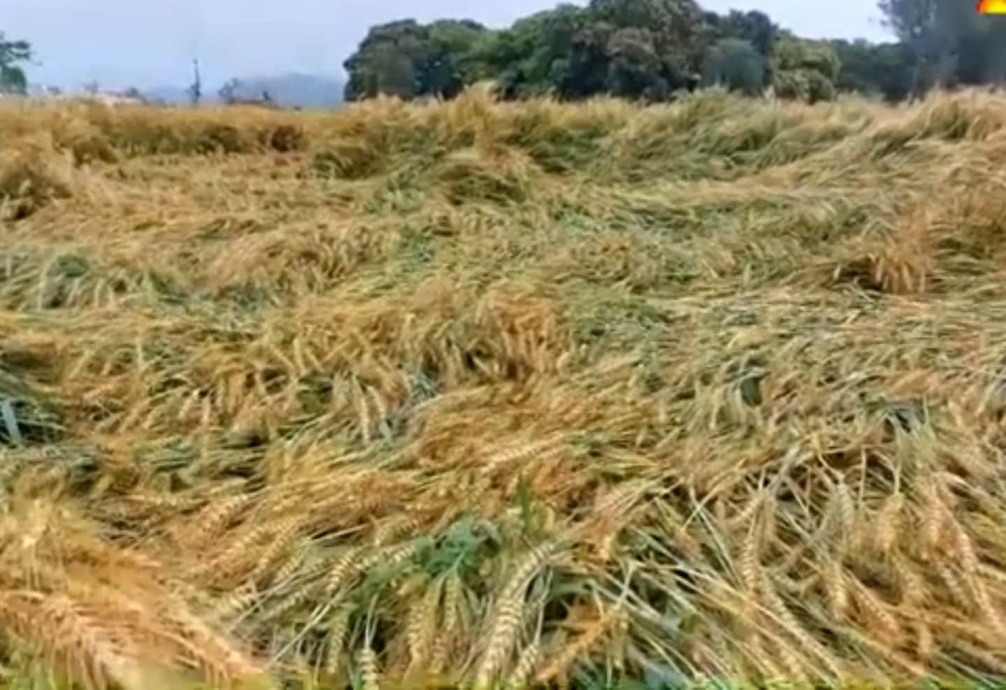 फोटो न- 01सीकेटीपी 13 सीतापुर क्षेत्र में आंधी में धराशाई गेहूं फसल। संवाद