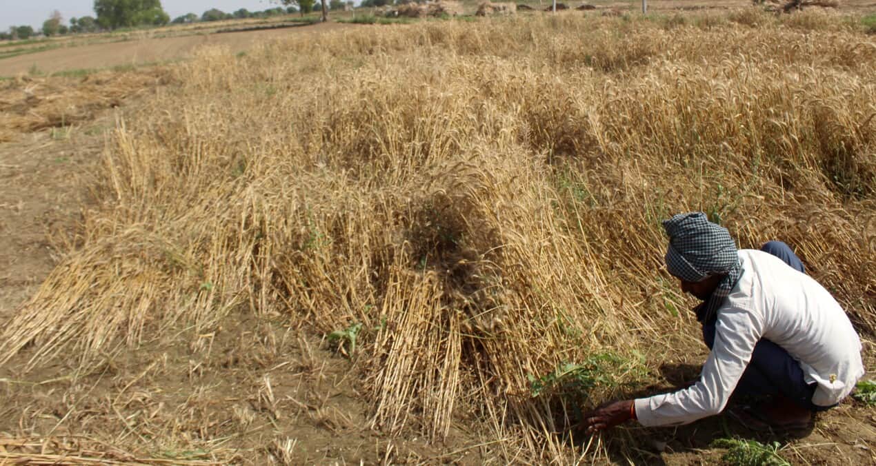 गांव कटेलिया में गेहूं की फसल काटते किसान।  संवाद