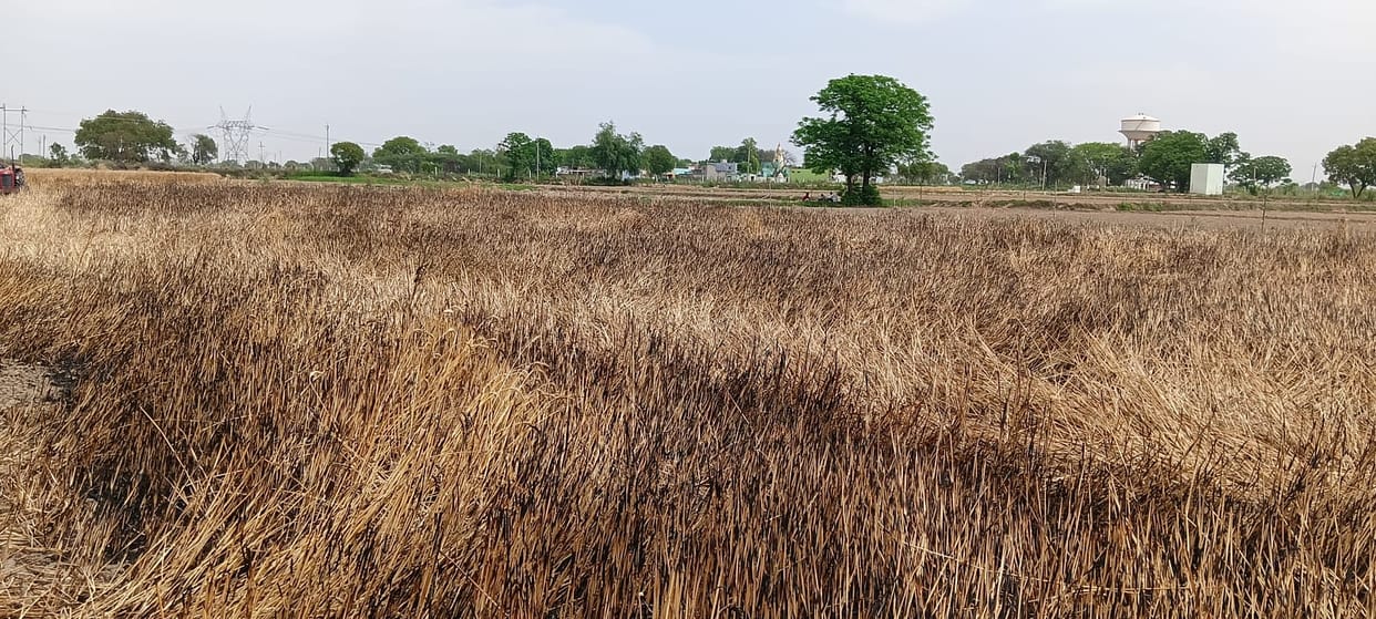 Wire snaps and crashes onto wheat crop; four bighas of crop reduced to ash.