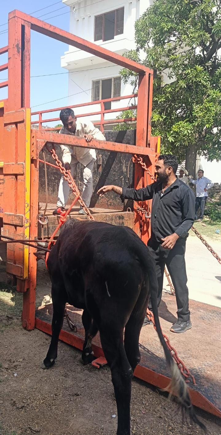 Nagar Panchayat team caught 25 stray bulls