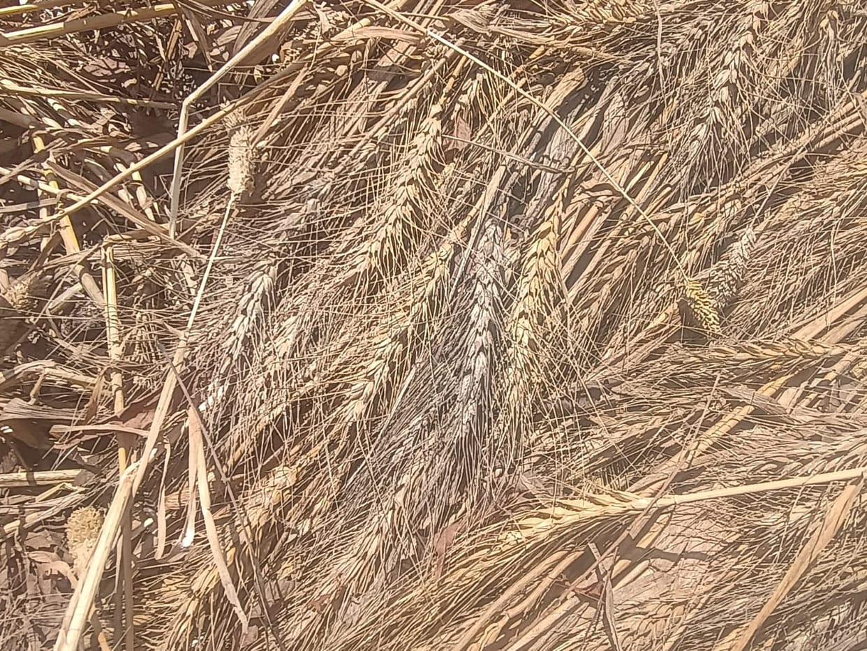Storm and rain destroyed crops, causing huge losses to farmers