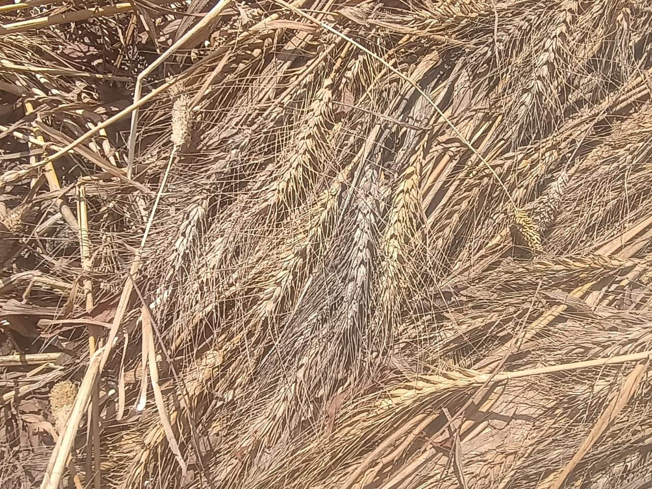 जलेसर में मंगलवार का हुई बारिश से भीगने से काली पड़ी गेहूं की बाली। संवाद