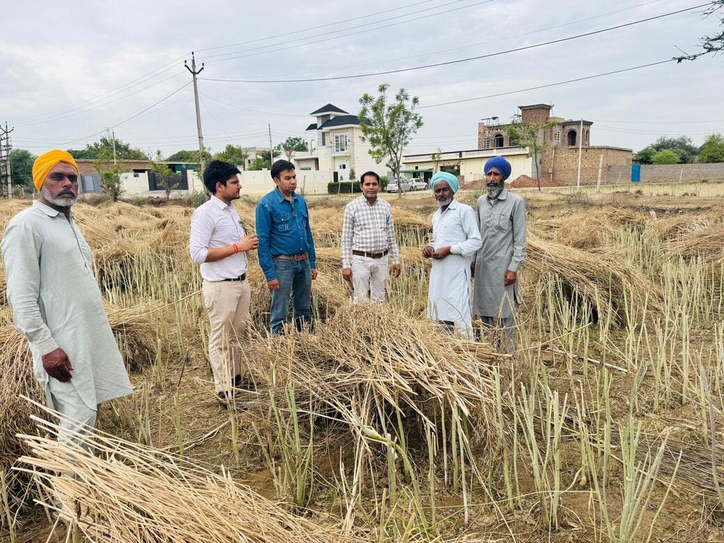 harvest harm due to rain