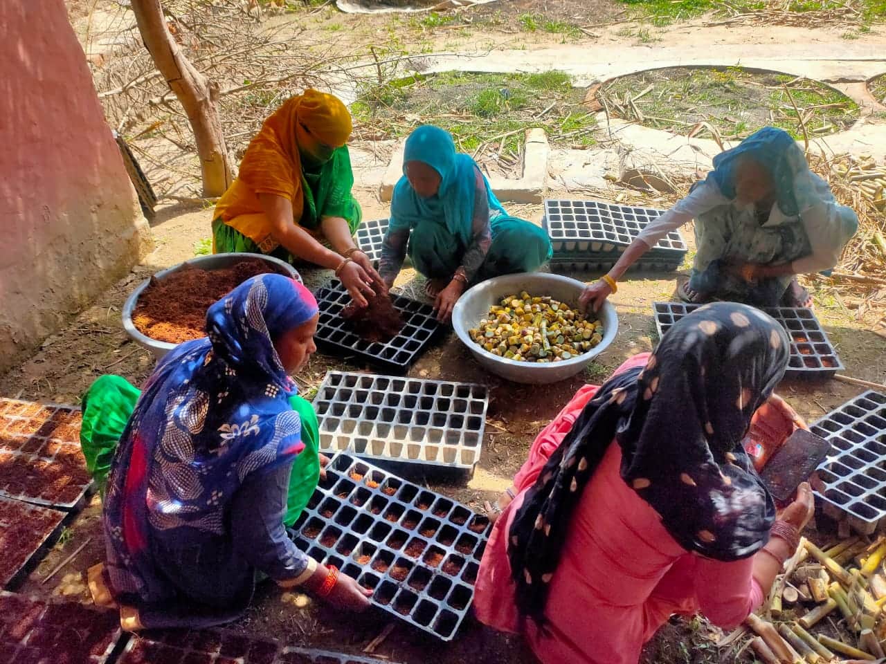 कैराना के ऊंचा गांव में गन्ने की पौध तैयारी करती समूह की महिलाएं। समूह