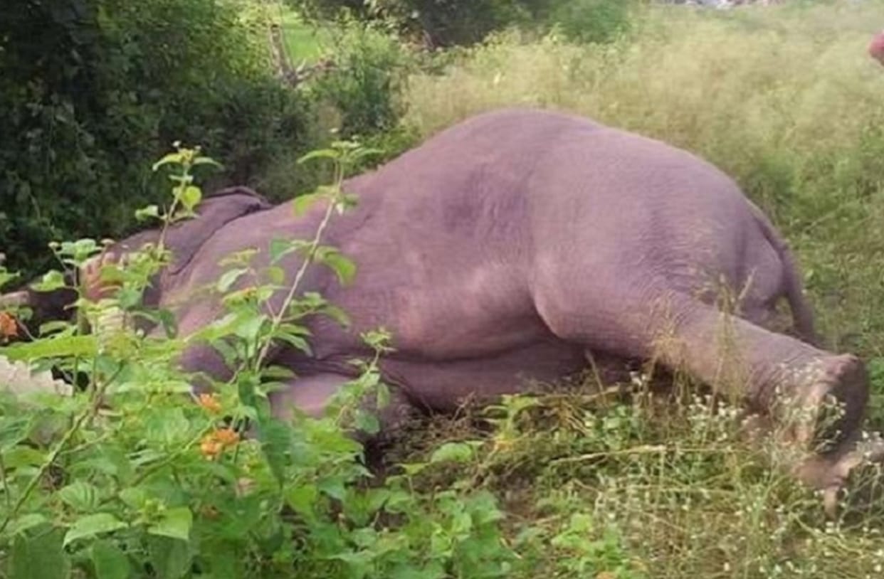 Elephant dies in Katarniaghat, carcass rots for a week