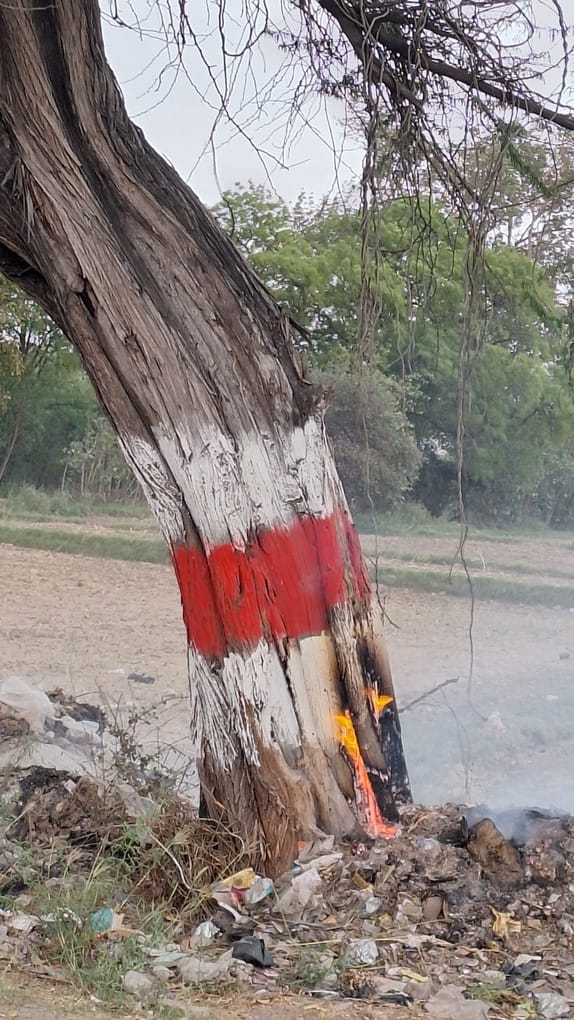 Several trees engulfed by fire at a garbage dump.