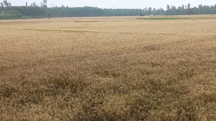 Government Procurement of Wheat Begins Today; Concerns Mount Over Non-Arrival of Gunny Bags