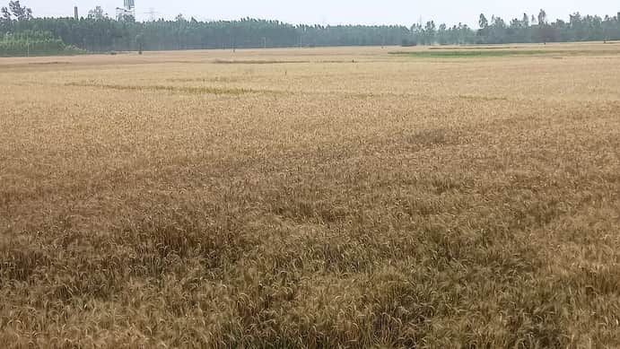 खेतों में गेहूं की फसल पक कर सुनहरी होने लगी है। संवाद