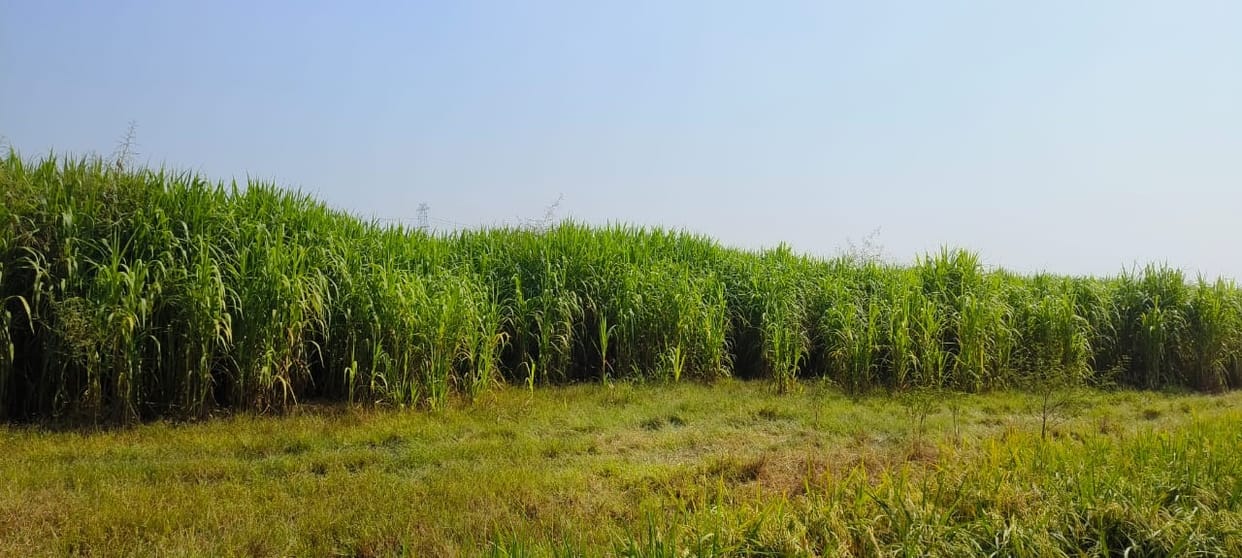 32,000 cattle will get green fodder from 200 hectares of pastures